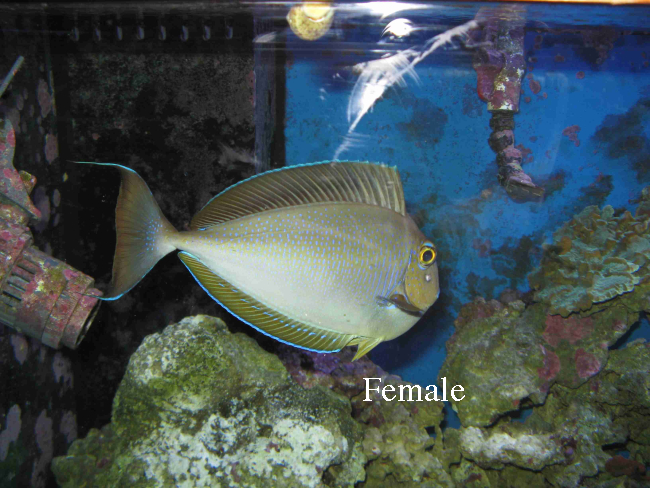  Naso vlamingii (Bignose Unicornfish)